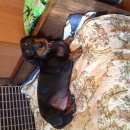 Подробнее об объявлении «Найдена собака кобель Жуков» Фото: найдена собака Такса «Найдена собака кобель Жуков» в г. Жуков