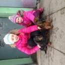 Подробнее об объявлении «Пропала собака кобель длиношерстная такса мраморного окраса кобель 11 лет к нему очень сильно...» Фото: пропала собака Такса «Пропала собака кобель длиношерстная такса...» в г. Электросталь