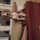 Подробнее об объявлении «Пропала собака кобель Санкт-Петербург» Фото: пропала собака Бигль «Пропала собака кобель Санкт-Петербург» в г. Санкт-Петербург