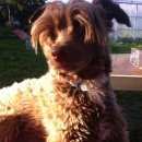 Подробнее об объявлении «Пропала собака кобель Зеленоград» Фото: пропала собака Китайская хохлатая собака «Пропала собака кобель Зеленоград» в г. Зеленоград