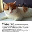 Подробнее об объявлении «Найден кот Новосибирск» Фото: найдена кошка  «Найден кот Новосибирск» в г. Новосибирск