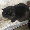 Подробнее об объявлении «Тверь Пропал кот мотя» Фото: пропала кошка  «Тверь Пропал кот мотя» в г. Тверь