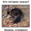 Подробнее об объявлении «Найдена кошка братеево-борисово Москва» Фото: найдена кошка  «Найдена кошка братеево-борисово Москва» в г. Москва