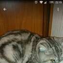 Подробнее об объявлении «Найден кот проезд дежнева Москва» Фото: найдена кошка Британская короткошерстная «Найден кот проезд дежнева Москва» в г. Москва