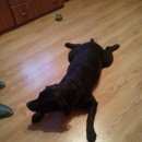 Подробнее об объявлении «Найдена собака Химки» Фото: найдена собака Лабрадор ретривер «Найдена собака Химки» в г. Химки