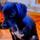 Подробнее об объявлении «Краснодар Пропала собака кобель» Фото: пропала собака Русский охотничий спаниель «Краснодар Пропала собака кобель» в г. Краснодар