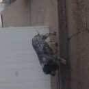 Подробнее об объявлении «Красноярск Найдена собака» Фото: найдена собака  «Красноярск Найдена собака» в г. Красноярск