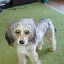 Подробнее об объявлении «Найдена собака кобель Зеленоградск» Фото: найдена собака  «Найдена собака кобель Зеленоградск» в г. Зеленоградск