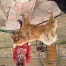 Подробнее об объявлении «Пропала собака кобель Можайск» Фото: пропала собака Тибетский мастифф «Пропала собака кобель Можайск» в г. Можайск