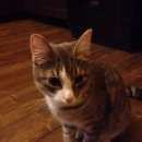 Подробнее об объявлении «Одинцово Пропала кошка кот» Фото: пропала кошка  «Одинцово Пропала кошка кот» в г. Одинцово