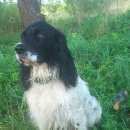 Подробнее об объявлении «Найдена кошка Смоленск» Фото: найдена кошка Русский охотничий спаниель «Найдена кошка Смоленск» в г. Смоленск