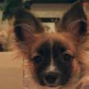 Подробнее об объявлении «Подольск Пропала собака чихуахуа» Фото: пропала собака Чихуахуа «Подольск Пропала собака чихуахуа» в г. Подольск