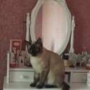 Подробнее об объявлении «Подольск Пропал кот» Фото: пропала кошка Сиамская «Подольск Пропал кот» в г. Подольск