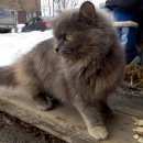 Подробнее об объявлении «Найдена кошка Ханты-Мансийск» Фото: найдена кошка  «Найдена кошка Ханты-Мансийск» в г. Ханты-Мансийск