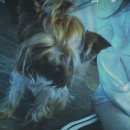 Подробнее об объявлении «Пропала собака кобель помогите  Самара» Фото: пропала собака Йоркширский терьер «Пропала собака кобель помогите  Самара» в г. Самара