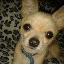 Подробнее об объявлении «Санкт-Петербург Пропала собака кобель помогите» Фото: пропала собака Чихуахуа «Санкт-Петербург Пропала собака кобель помогите» в г. Санкт-Петербург