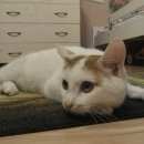 Подробнее об объявлении «Мытищи Найден кот» Фото: найдена кошка  «Мытищи Найден кот» в г. Мытищи