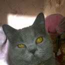 Подробнее об объявлении «Воронеж Пропал кот» Фото: пропала кошка  «Воронеж Пропал кот» в г. Воронеж