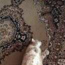 Подробнее об объявлении «Пропал кот Калтан» Фото: пропала кошка  «Пропал кот Калтан» в г. Калтан