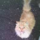 Подробнее об объявлении «Найден кот Смоленск» Фото: найдена кошка Персидская «Найден кот Смоленск» в г. Смоленск