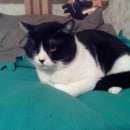 Подробнее об объявлении «Одинцово Пропал кот» Фото: пропала кошка  «Одинцово Пропал кот» в г. Одинцово