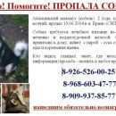 Подробнее об объявлении «Подольск Пропала собака кобель» Фото: пропала собака Аляскинский маламут «Подольск Пропала собака кобель» в г. Подольск