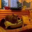 Подробнее об объявлении «Пропал кот зефирчик Тосно» Фото: пропала кошка Британская короткошерстная «Пропал кот зефирчик Тосно» в г. Тосно