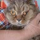 Подробнее об объявлении «Найден кот Калининград (Кенигсберг)» Фото: найдена кошка  «Найден кот Калининград (Кенигсберг)» в г. Калининград (Кенигсберг)