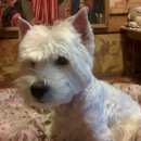 Подробнее об объявлении «Пропала собака кобель Самара» Фото: пропала собака Вест хайленд уайт терьер «Пропала собака кобель Самара» в г. Самара