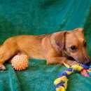 Подробнее об объявлении «Воронеж Найдена собака кобель помесная такса» Фото: найдена собака  «Воронеж Найдена собака кобель помесная такса» в г. Воронеж