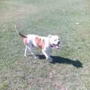 Подробнее об объявлении «Пропала собака кобель Симферополь» Фото: пропала собака Американский бульдог «Пропала собака кобель Симферополь» в г. Симферополь