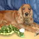 Подробнее об объявлении «Найдена собака кобель Фрязино» Фото: найдена собака Английский кокер-спаниель «Найдена собака кобель Фрязино» в г. Фрязино