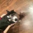 Подробнее об объявлении «Найдена собака Нижний Новгород» Фото: найдена собака  «Найдена собака Нижний Новгород» в г. Нижний Новгород