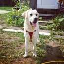 Подробнее об объявлении «Подольск Пропала собака кобель лабрадор палевого окраса» Фото: пропала собака Лабрадор ретривер «Подольск Пропала собака кобель лабрадор...» в г. Подольск