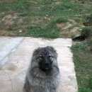 Подробнее об объявлении «Пропала собака Смоленск» Фото: пропала собака Кавказская овчарка «Пропала собака Смоленск» в г. Смоленск