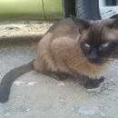 Подробнее об объявлении «Найден кот Краснодар» Фото: найдена кошка Тайская «Найден кот Краснодар» в г. Краснодар