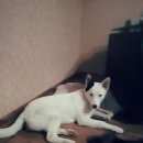 Подробнее об объявлении «Воронеж Найдена собака северный р-он» Фото: найдена собака  «Воронеж Найдена собака северный р-он» в г. Воронеж