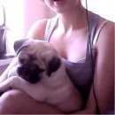 Подробнее об объявлении «Пропала собака кобель породы мопс Новосибирск» Фото: пропала собака Мопс «Пропала собака кобель породы мопс Новосибирск» в г. Новосибирск