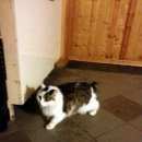 Подробнее об объявлении «Пропала кошка Оренбург» Фото: пропала кошка  «Пропала кошка Оренбург» в г. Оренбург