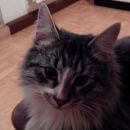 Подробнее об объявлении «Лобня Найден кот серый пушистый кот» Фото: найдена кошка  «Лобня Найден кот серый пушистый кот» в г. Лобня