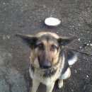 Подробнее об объявлении «Иноземцево Найдена собака немецкая овчарка» Фото: найдена собака Немецкая овчарка «Иноземцево Найдена собака немецкая овчарка» в г. Иноземцево