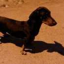 Подробнее об объявлении «Найдена собака кобель Новокуйбышевск» Фото: найдена собака Такса «Найдена собака кобель Новокуйбышевск» в г. Новокуйбышевск