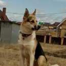 Подробнее об объявлении «Высокая Гора Пропала собака кобель» Фото: пропала собака  «Высокая Гора Пропала собака кобель» в г. Высокая Гора