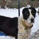 Подробнее об объявлении «Нарофоминск Найдена собака» Фото: найдена собака Среднеазиатская овчарка «Нарофоминск Найдена собака» в г. Нарофоминск