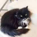 Подробнее об объявлении «Найдена кошка Ханты-Мансийск» Фото: найдена кошка  «Найдена кошка Ханты-Мансийск» в г. Ханты-Мансийск