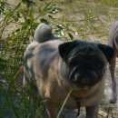 Подробнее об объявлении «Пропала собака Санкт-Петербург» Фото: пропала собака Мопс «Пропала собака Санкт-Петербург» в г. Санкт-Петербург