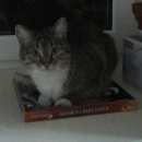 Подробнее об объявлении «Пропала кошка Жуков» Фото: пропала кошка  «Пропала кошка Жуков» в г. Жуков