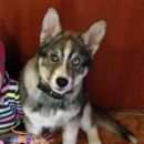 Подробнее об объявлении «Пропала собака кобель Пермь» Фото: пропала собака  «Пропала собака кобель Пермь» в г. Пермь