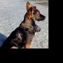 Подробнее об объявлении «Пропала собака кобель Санкт-Петербург» Фото: пропала собака Немецкая овчарка «Пропала собака кобель Санкт-Петербург» в г. Санкт-Петербург