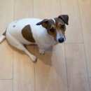 Подробнее об объявлении «Пропала собака Зеленоград» Фото: пропала собака Джек рассел терьер «Пропала собака Зеленоград» в г. Зеленоград